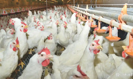 西华双汇禽业有限公司